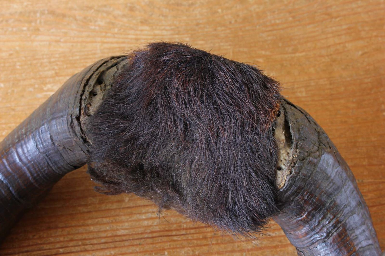 Antique Taxidermy Ram's Horns. Victorian Wall Hanging Male Sheep Horn. photo buy