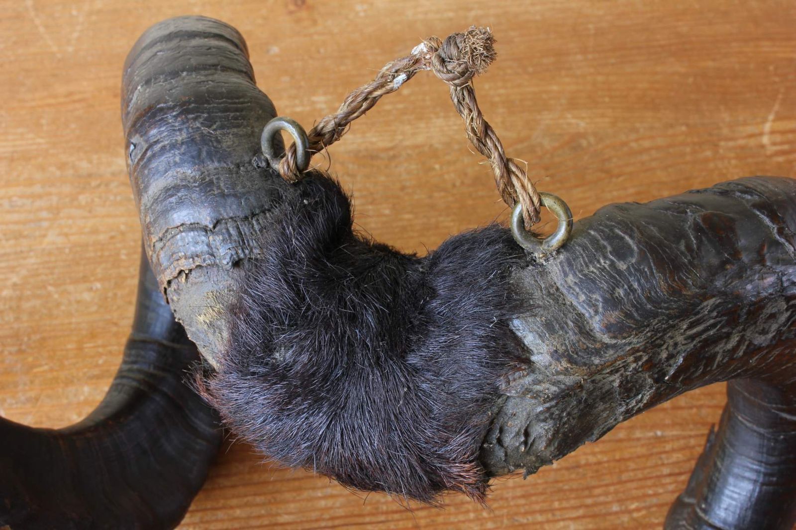 Home Decor Antique Taxidermy Ram's Horns. Victorian Wall Hanging Male Sheep Horn. photo