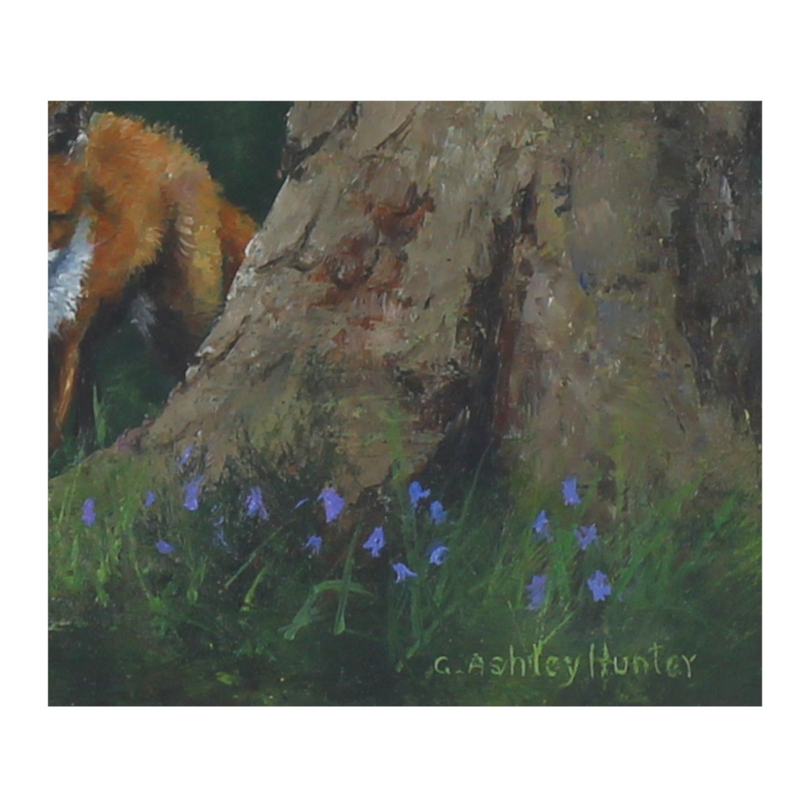 Oil On Board Behind Glass By Gordon Ashley Hunter. Fox And Bluebells. photo for sale