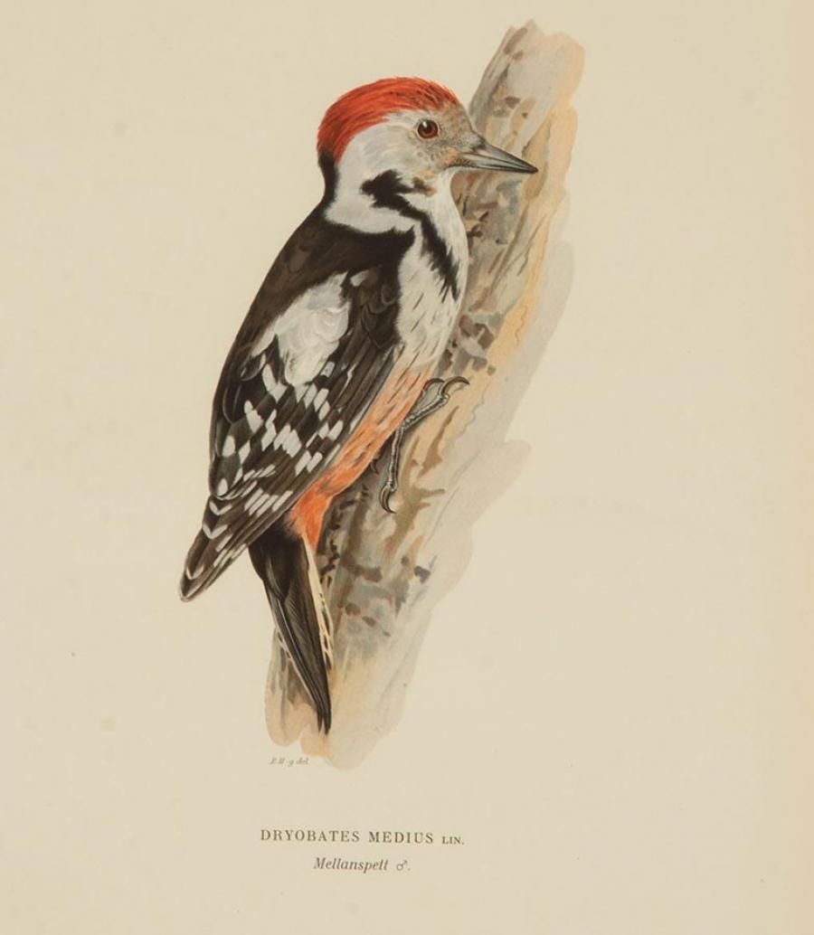 Collection Of Nine 20th Century Engravings Of Cuckoos By Magnus And Wilhelm Von Wright photo 2800.0