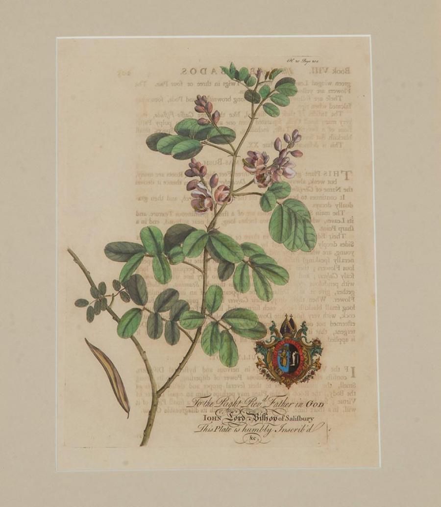 Collection Of Nine 18th Century Tropical Botanical Engravings By Georg Dionysius Ehret photo 4500.0