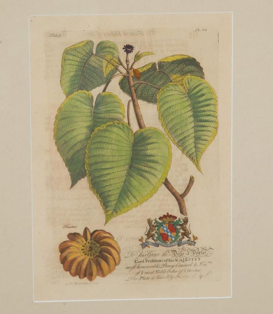 Collection Of Nine 18th Century Tropical Botanical Engravings By Georg Dionysius Ehret photo vinterior