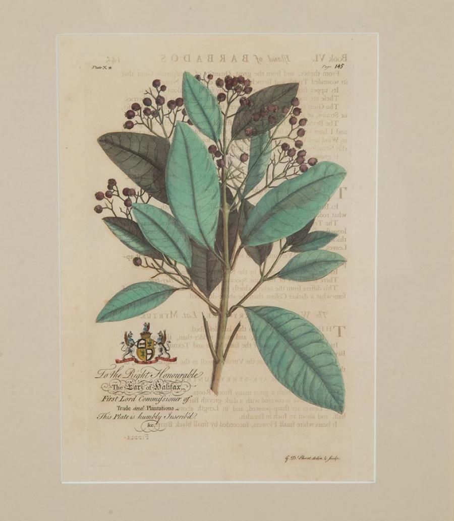 Collection Of Nine 18th Century Tropical Botanical Engravings By Georg Dionysius Ehret photo buy