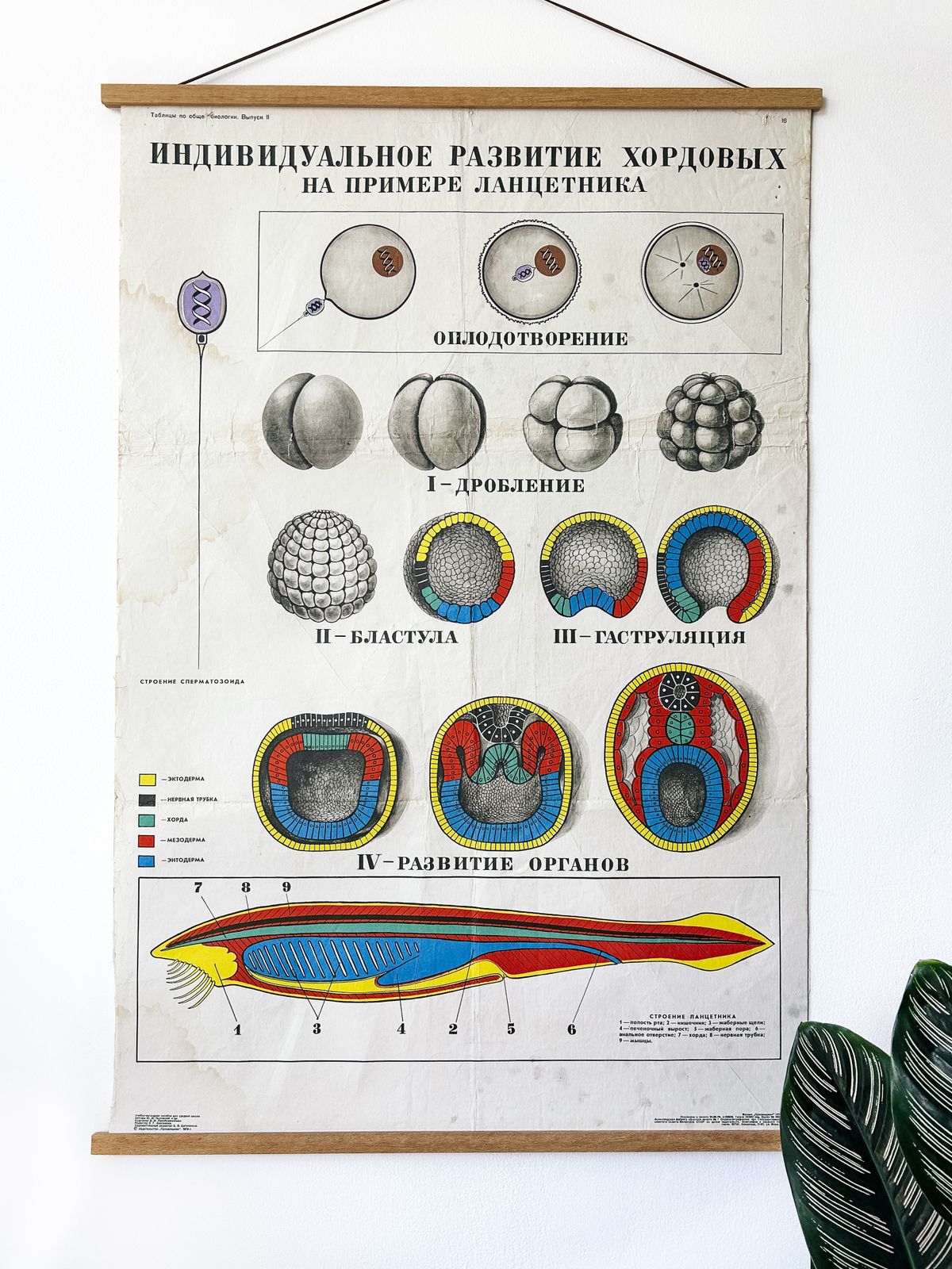 1978 Original Soviet Vintage Large Biology School Chart "Individual Development Of Chordates" Paper On Linen, Ussr Mid Century Educational Poster