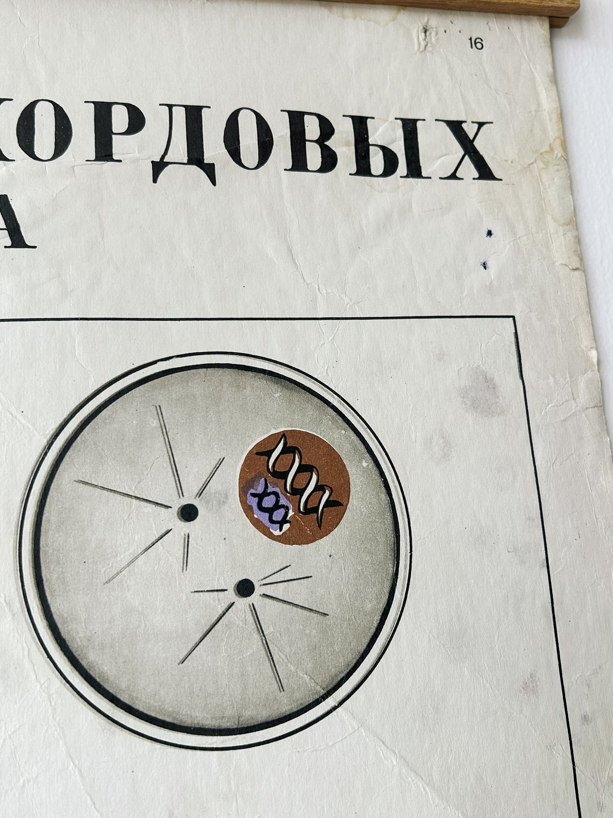 1978 Original Soviet Vintage Large Biology School Chart "Individual Development Of Chordates" Paper On Linen, Ussr Mid Century Educational Poster photo vintage