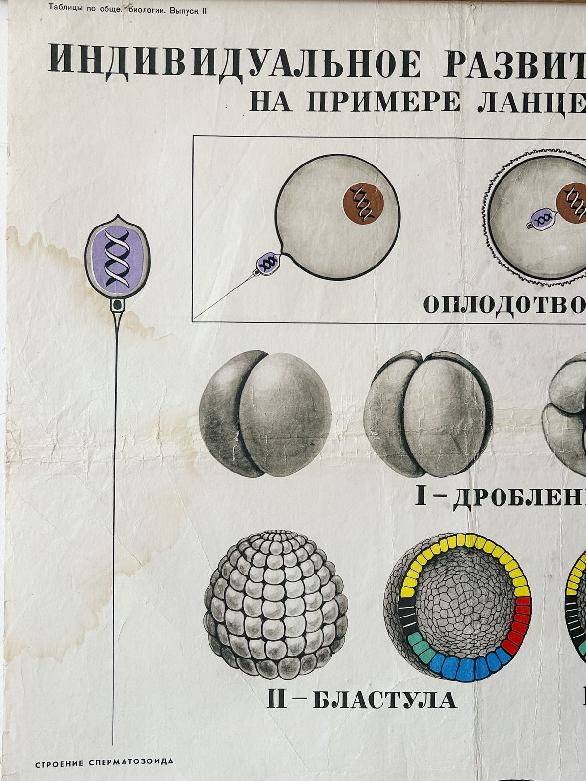 photo for sale 1978 Original Soviet Vintage Large Biology School Chart "Individual Development Of Chordates" Paper On Linen, Ussr Mid Century Educational Poster
