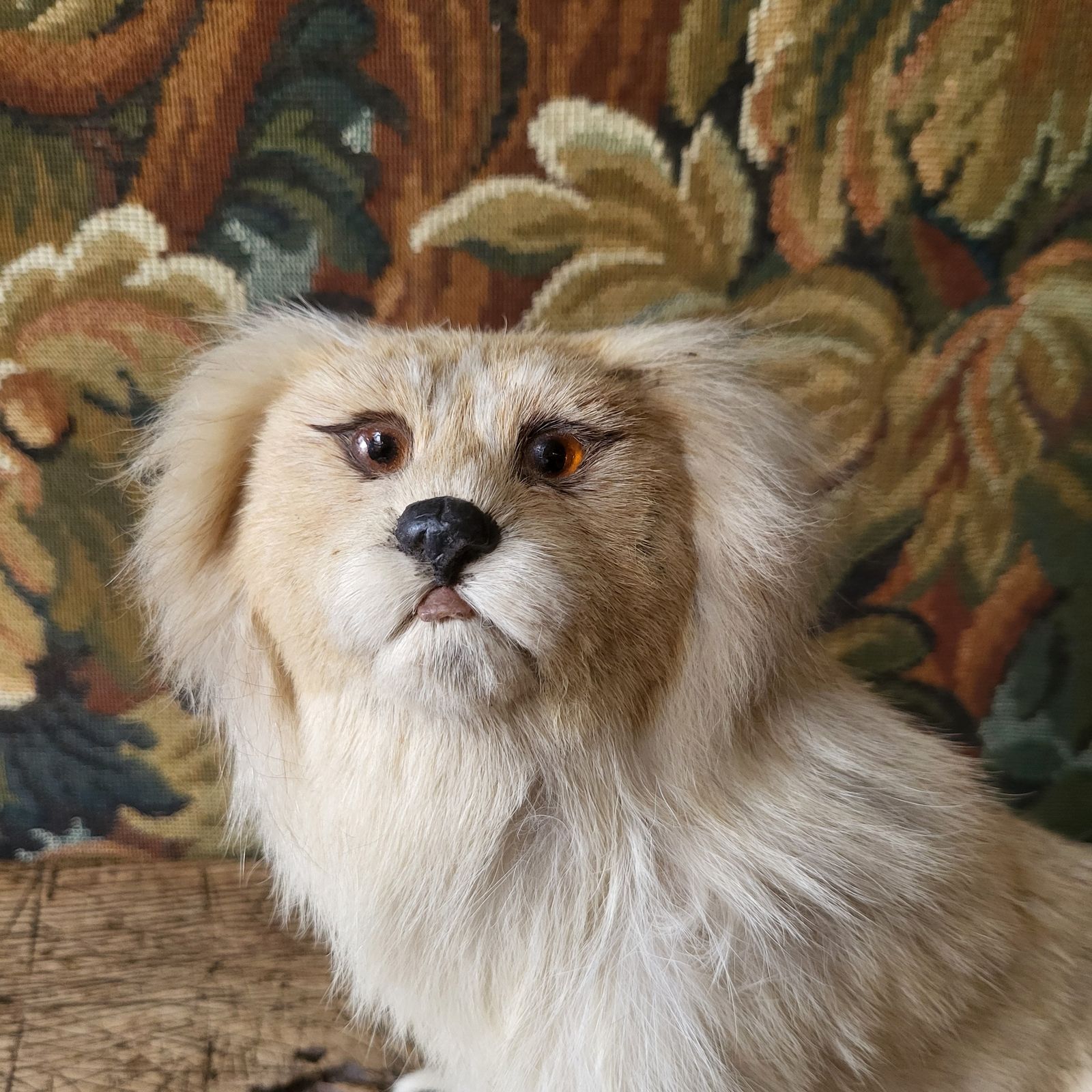 Antique Taxidermy Pekingese Dog photo for sale