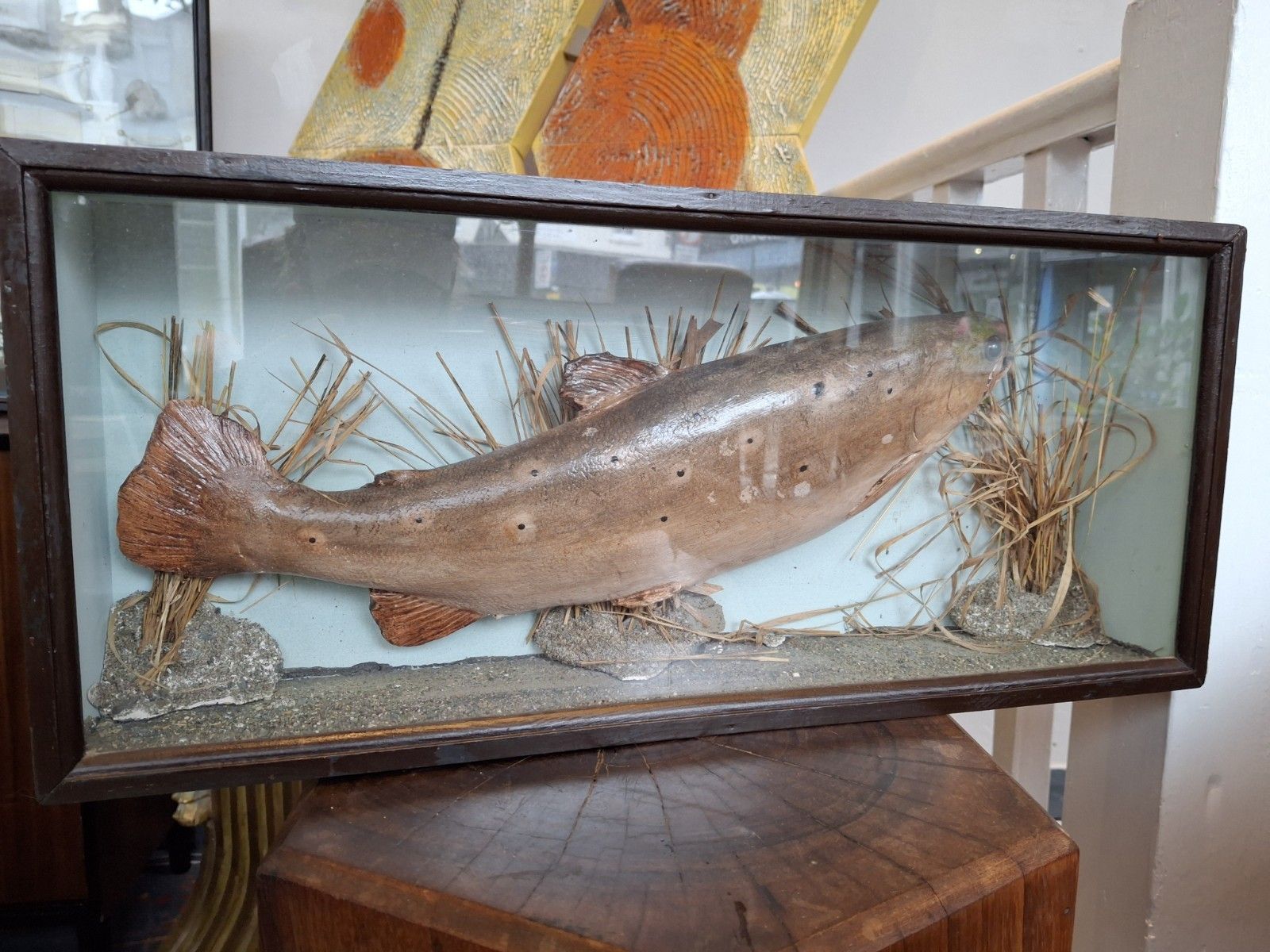 Early 20th Century Cased Brown Carved Trout Presentation Model Fish. photo 170.0