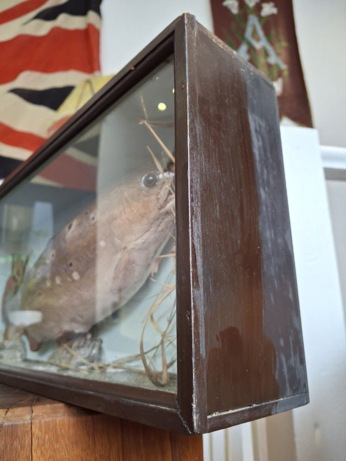 Early 20th Century Cased Brown Carved Trout Presentation Model Fish. photo vinterior