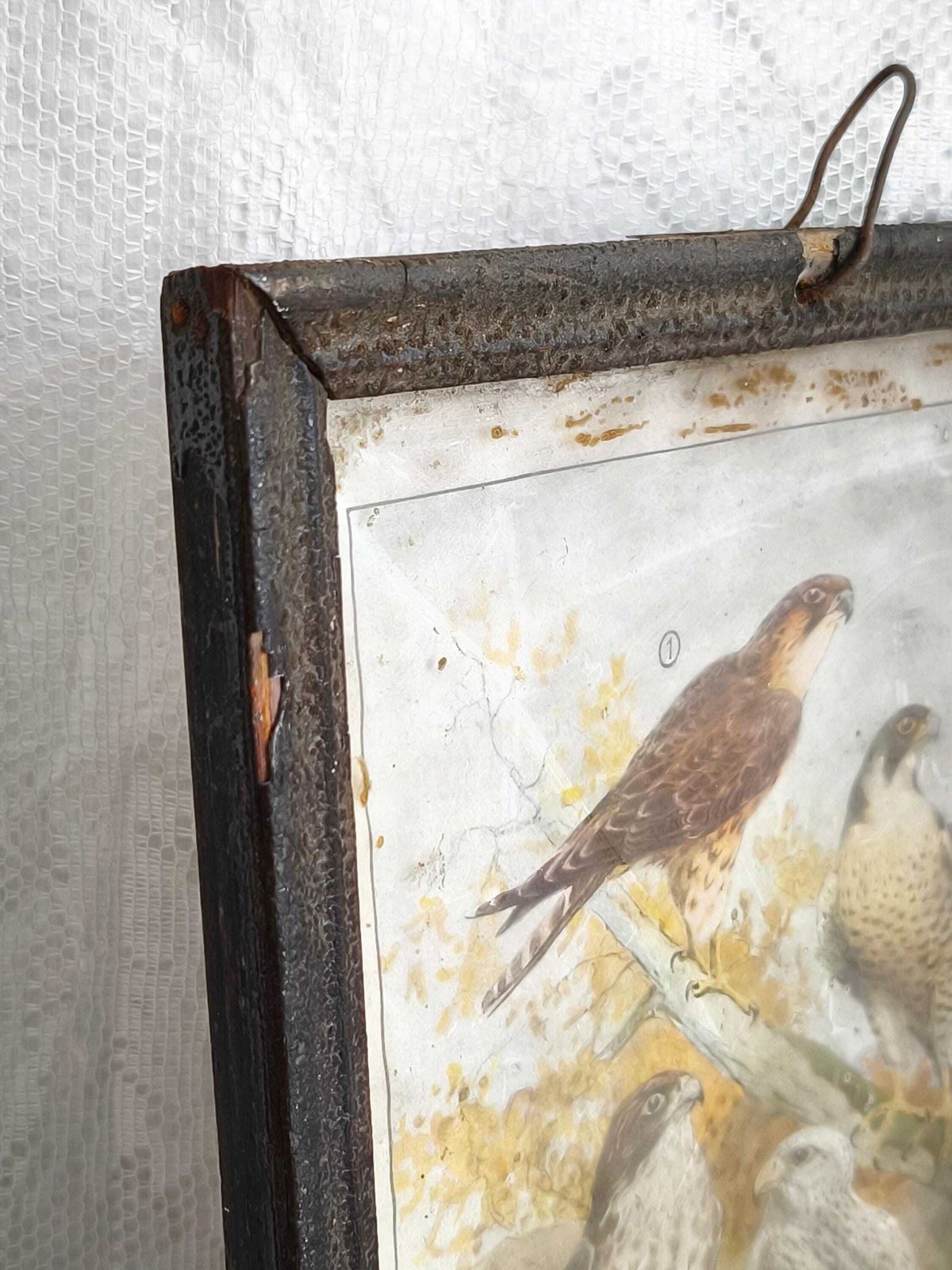 photo for sale Antieke Prent Roofvogels, Valk Lithografie: Vogelillustratie Jaren 1870, Metalen Lijst