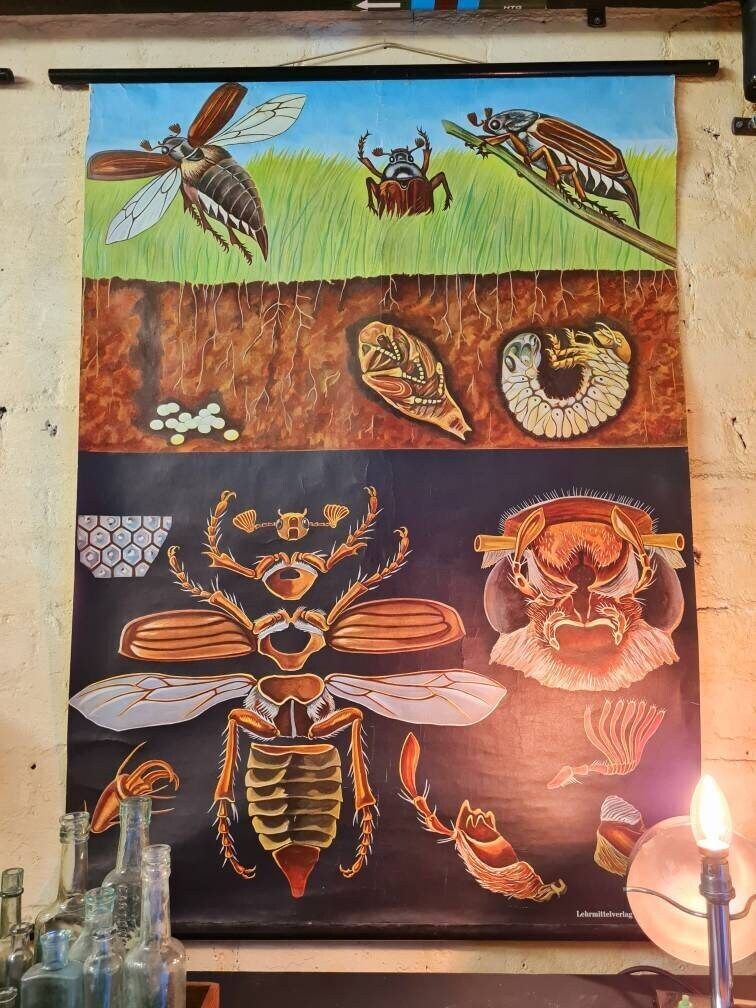Vintage Educational Chart   Anatomy Of Insect By Jung Koch Quentell.