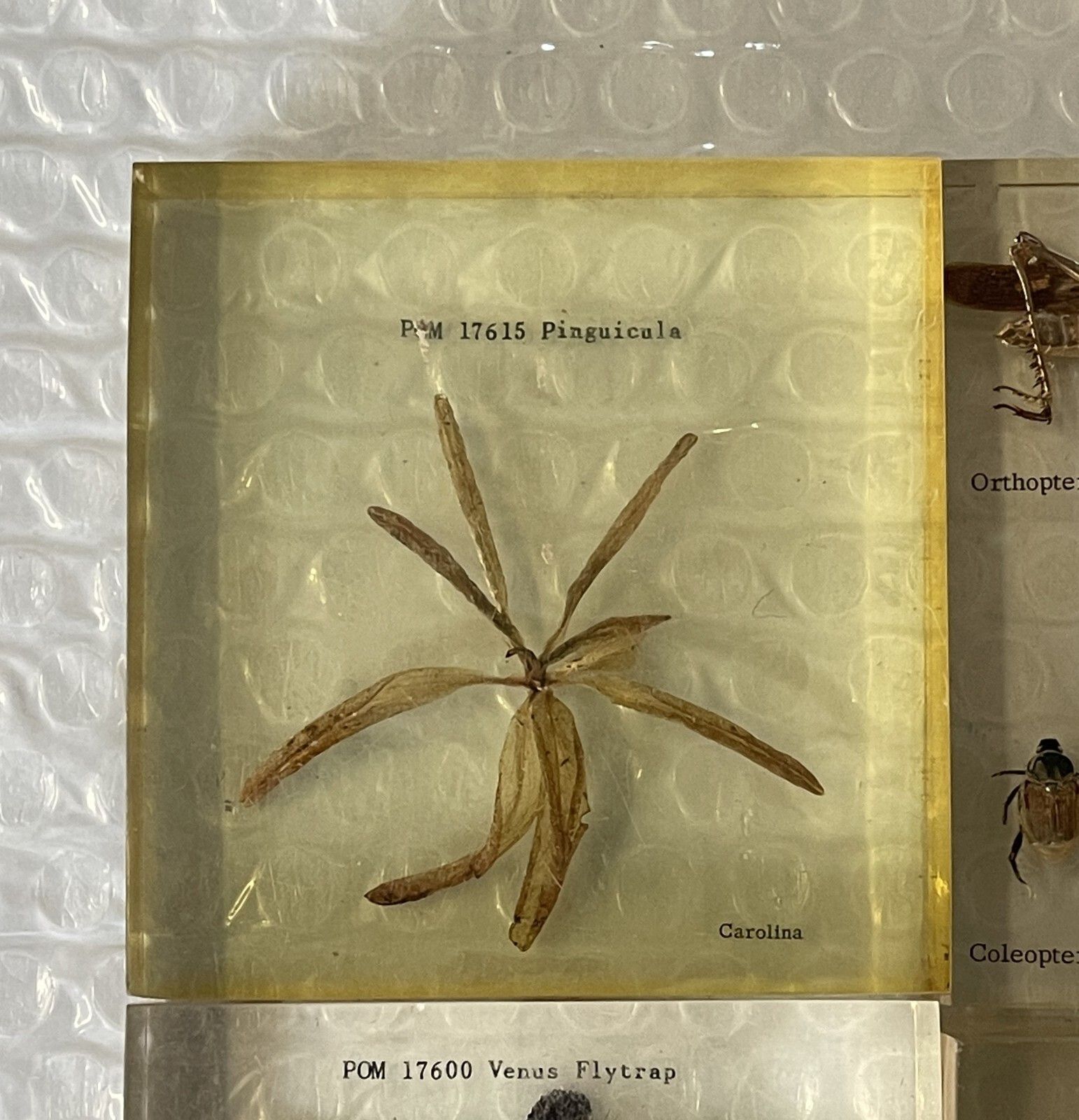 Rare Suite Of Original Natural History Museum Cased In Perspex Specimens photo vinterior