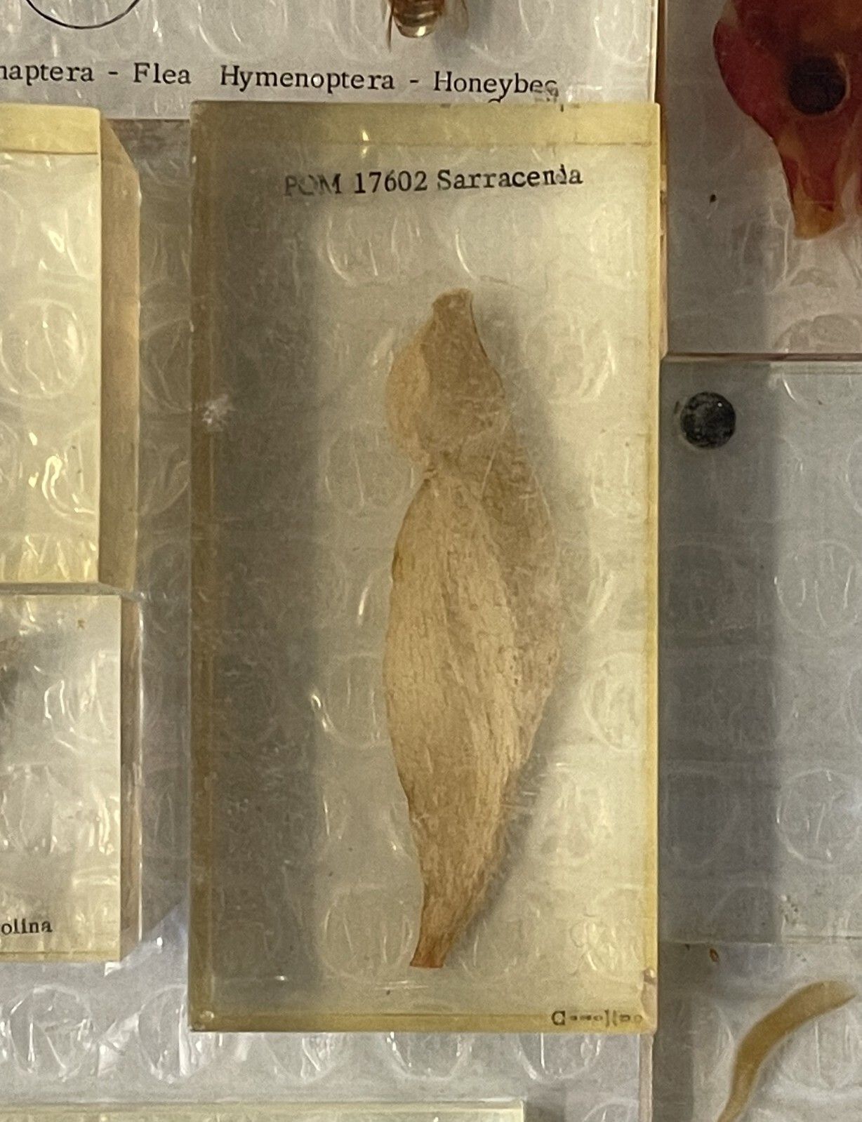 Home Decor Rare Suite Of Original Natural History Museum Cased In Perspex Specimens photo