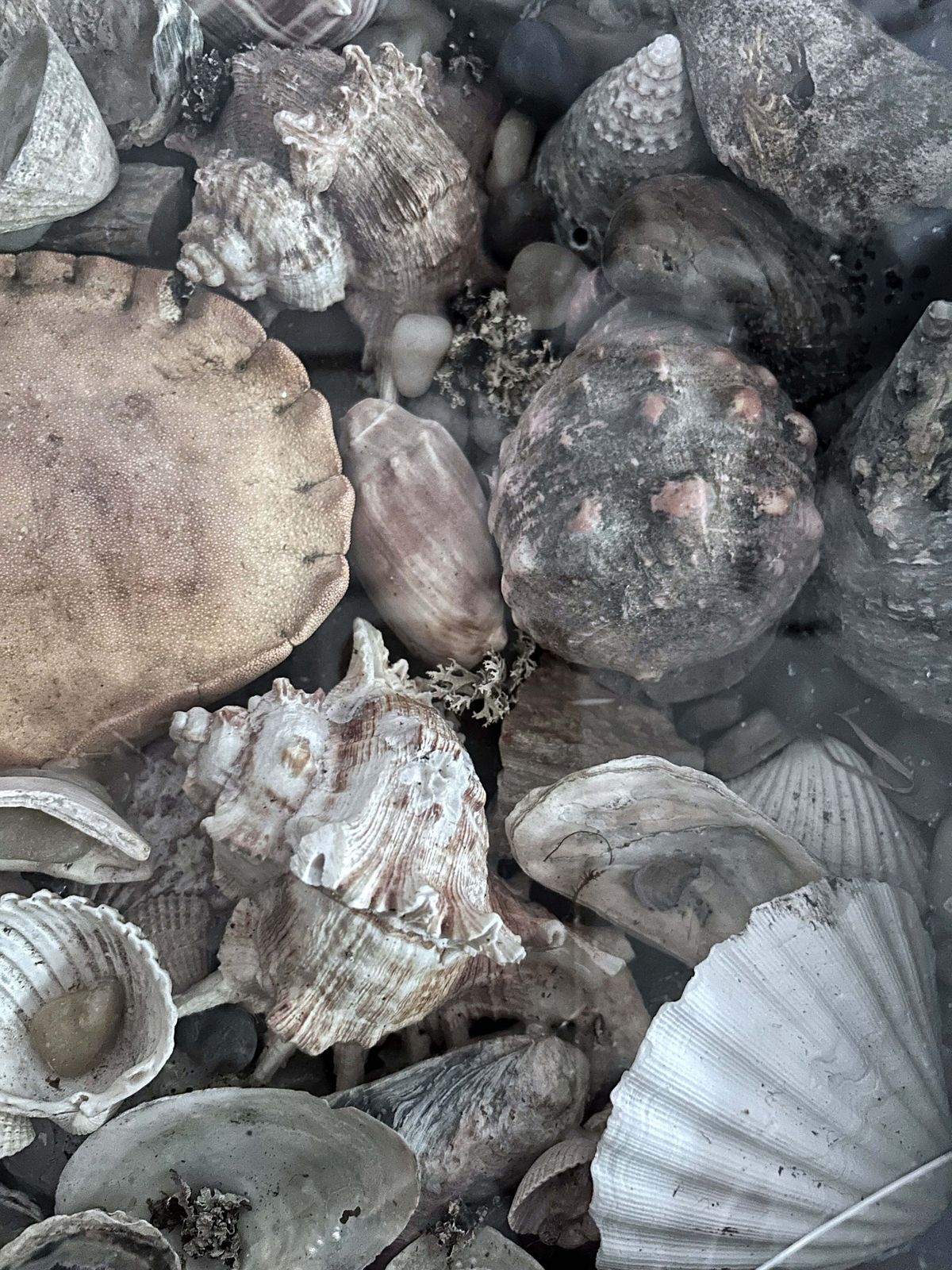 Wunderkammer Vintage Curiosity Collection Glass Fronted Wooden Box Of Vintage Shells With Crab photo vinterior