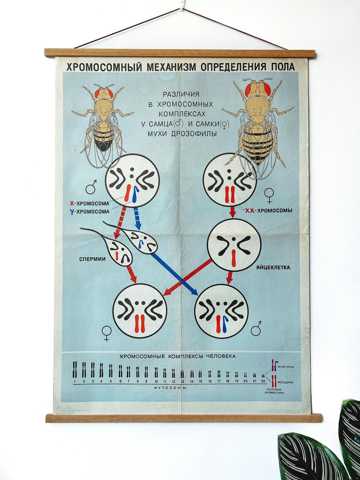 1968 Soviet Vintage Large Biology School Chart "Chromosomal Mechanism Of Sex Determination" Paper On Linen, Ussr Mid Century Educational Poster, Fly