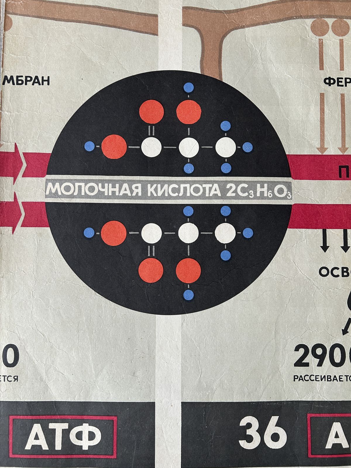 1968 Original Soviet Vintage Large Biology School Chart "Carbohydrate Metabolism" Paper On Linen, Rare Ussr Mid Century Educational Poster photo for sale