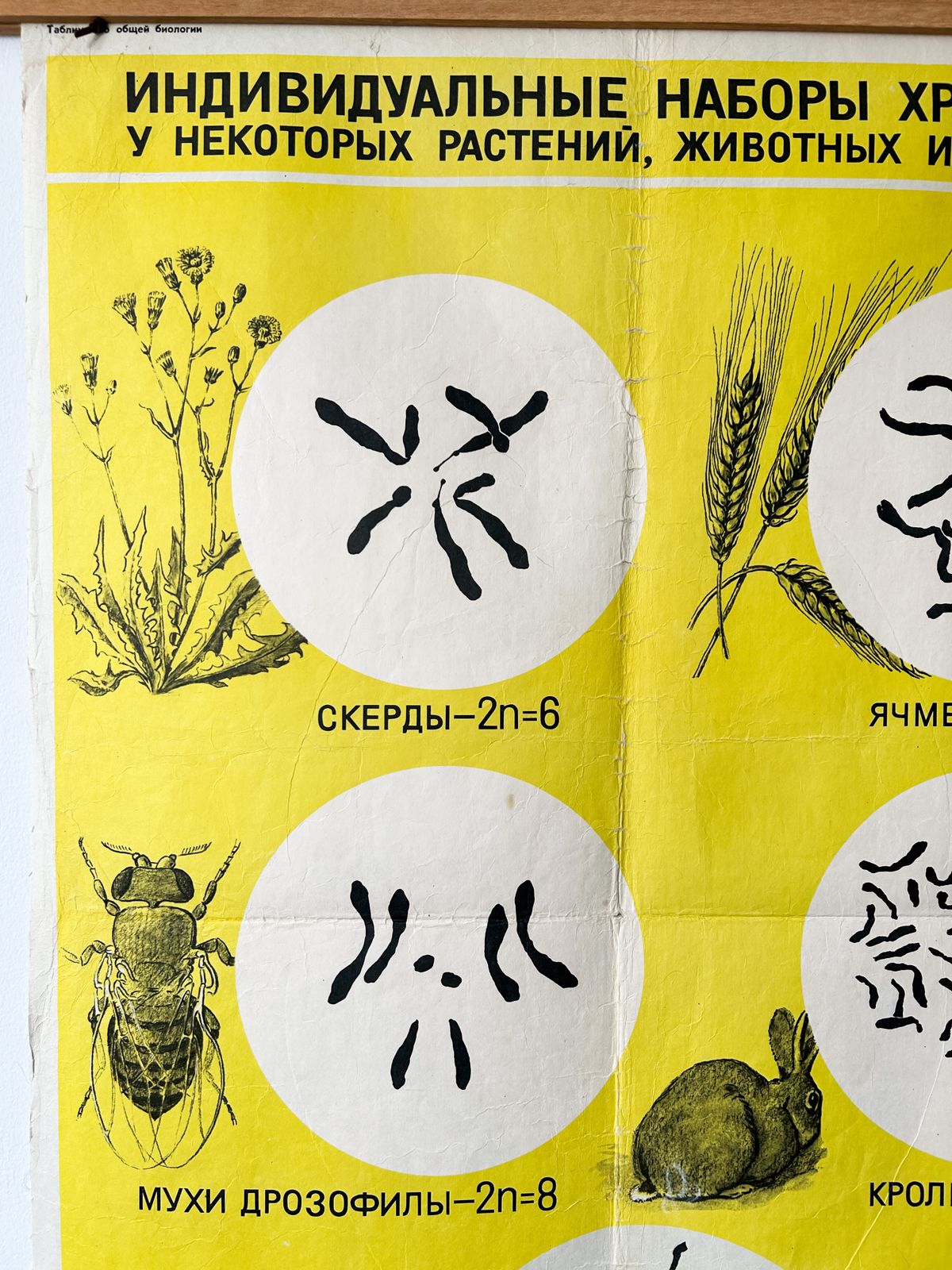 1968 Original Soviet Vintage Biology School Chart "Sets Of Chromosomes In Plants Animals & Humans" Paper On Linen, Ussr Mid Century Botanical Poster photo for sale