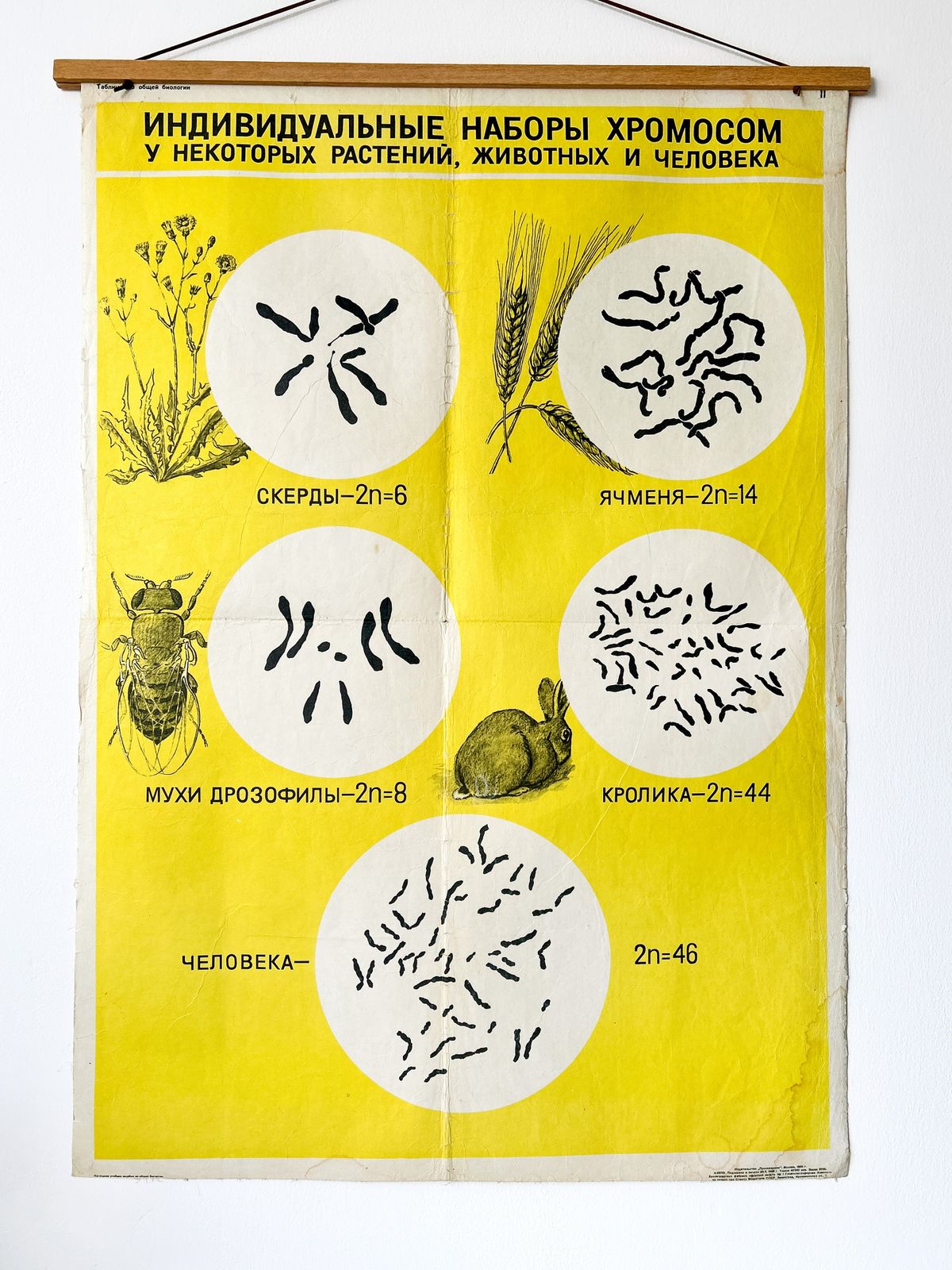1968 Original Soviet Vintage Biology School Chart "Sets Of Chromosomes In Plants Animals & Humans" Paper On Linen, Ussr Mid Century Botanical Poster photo vintage