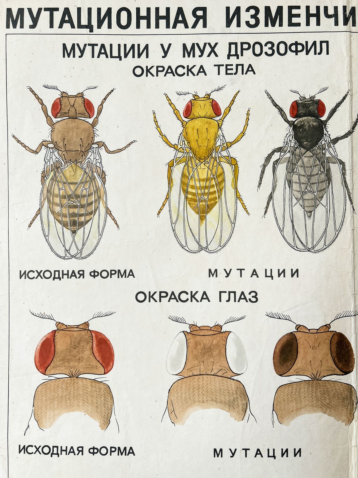 1968 "Mutations In Animals " Original Soviet Vintage Biology School Chart, Paper On Linen, Ussr Mid Century Educational Poster: Sheep, Flies, Beetle photo buy