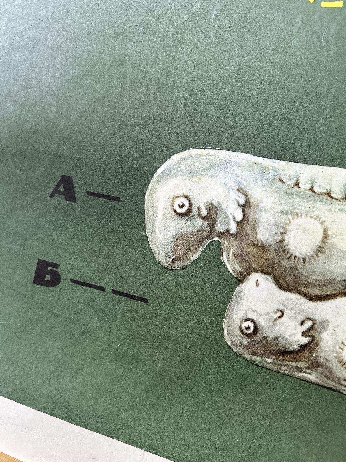 1968 Soviet Biology School Chart "Interaction Of Parts Of A Developing Embryo On Example Of Triton" Paper On Linen, Original Ussr Mid Century Educational Poster photo Art