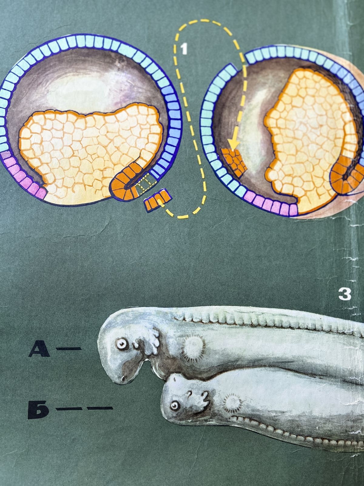 1968 Soviet Biology School Chart "Interaction Of Parts Of A Developing Embryo On Example Of Triton" Paper On Linen, Original Ussr Mid Century Educational Poster photo vinterior