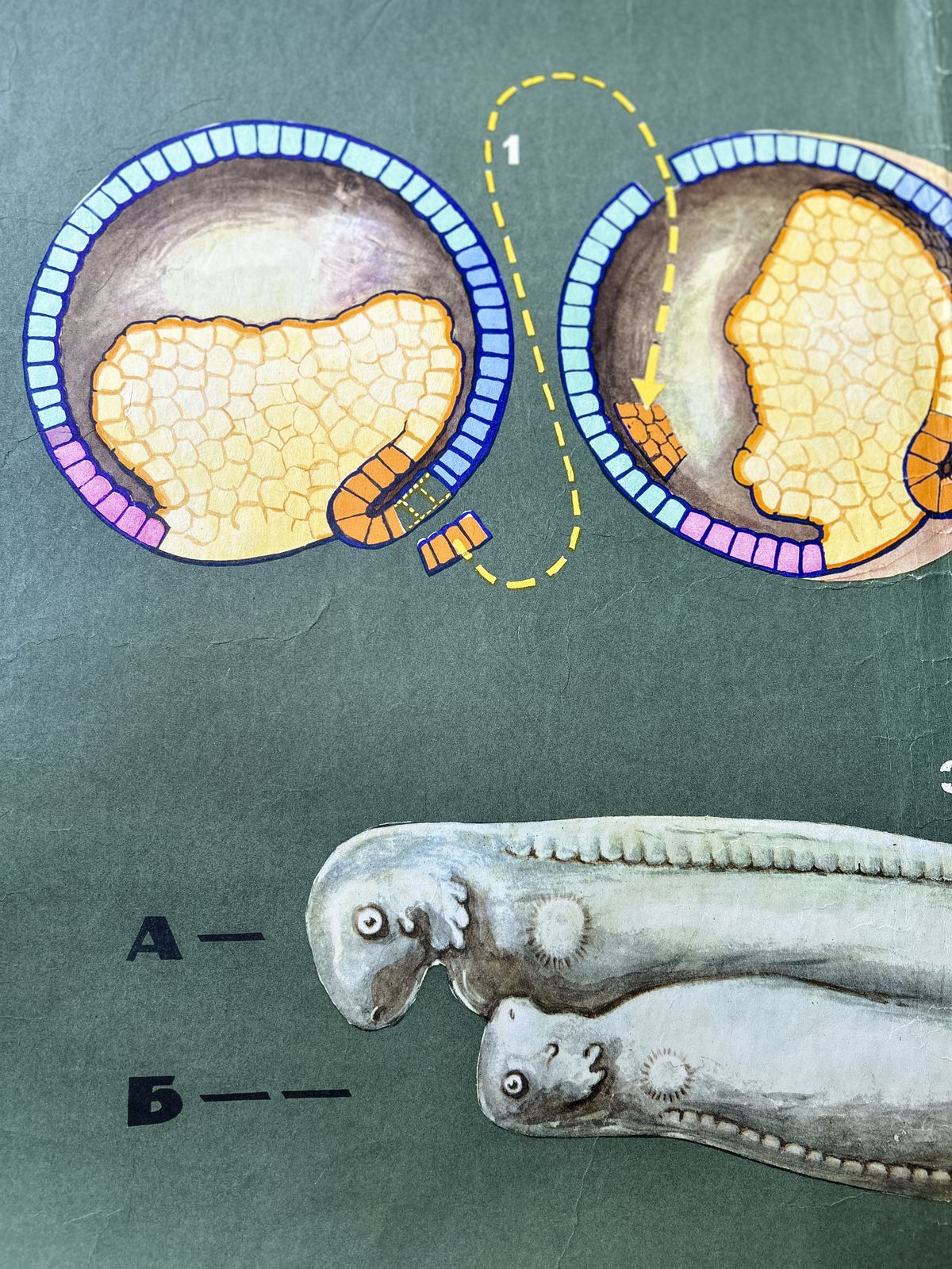 1968 Soviet Biology School Chart "Interaction Of Parts Of A Developing Embryo On Example Of Triton" Paper On Linen, Original Ussr Mid Century Educational Poster photo buy