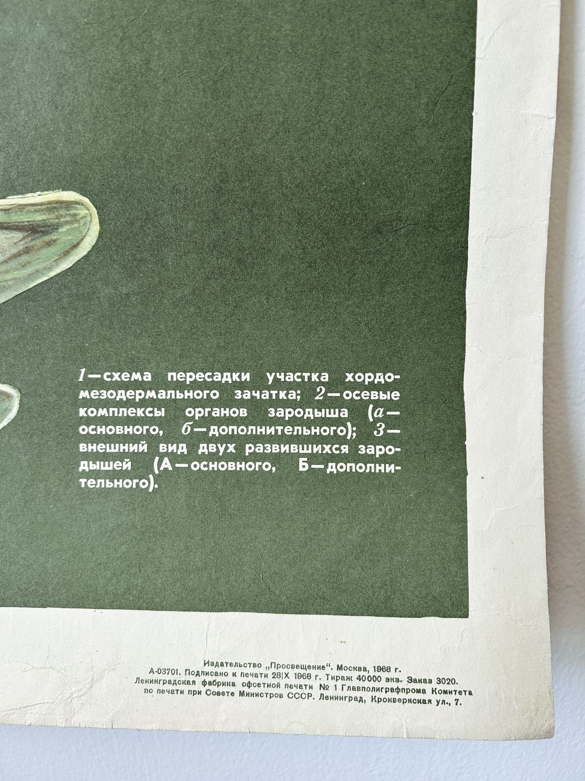 photo for sale 1968 Soviet Biology School Chart "Interaction Of Parts Of A Developing Embryo On Example Of Triton" Paper On Linen, Original Ussr Mid Century Educational Poster