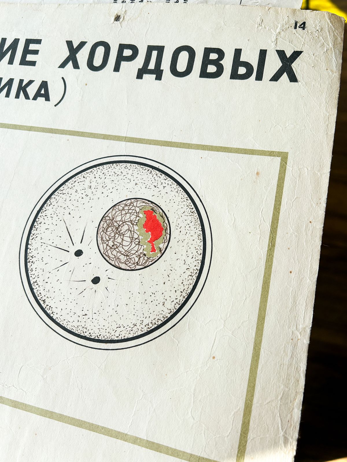 photo furniture 1968 Original Soviet Biology School Chart "Individual Development Of Chordates, Lancet" Paper On Linen, Ussr Mid Century Poster
