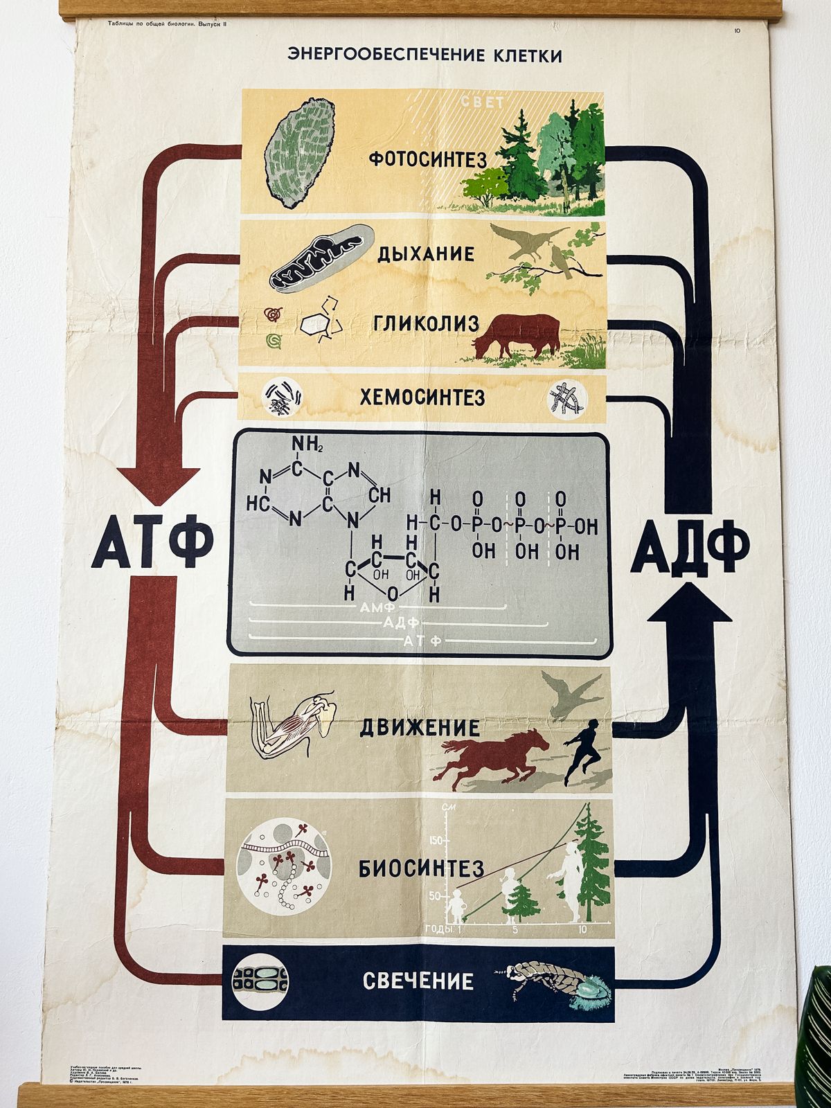1978 Original Soviet Vintage Biology School Chart "Energy Supply Of The Cell" Paper On Linen, Ussr Mid Century Educational Poster: Animals & Plants photo vinterior