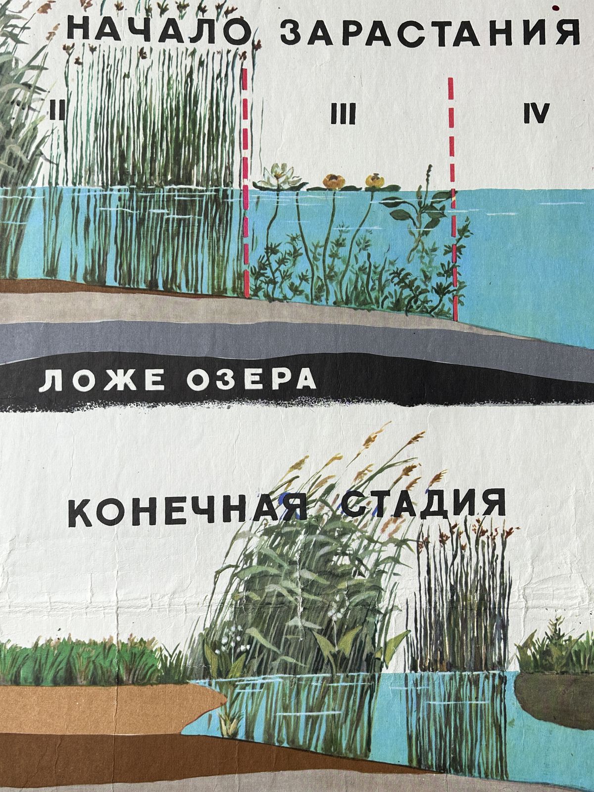 1978 Original Soviet Vintage Biology School Chart "Overgrowing Of A Water Body" Paper On Linen, Ussr Educational Botanical Diagram photo 50.0