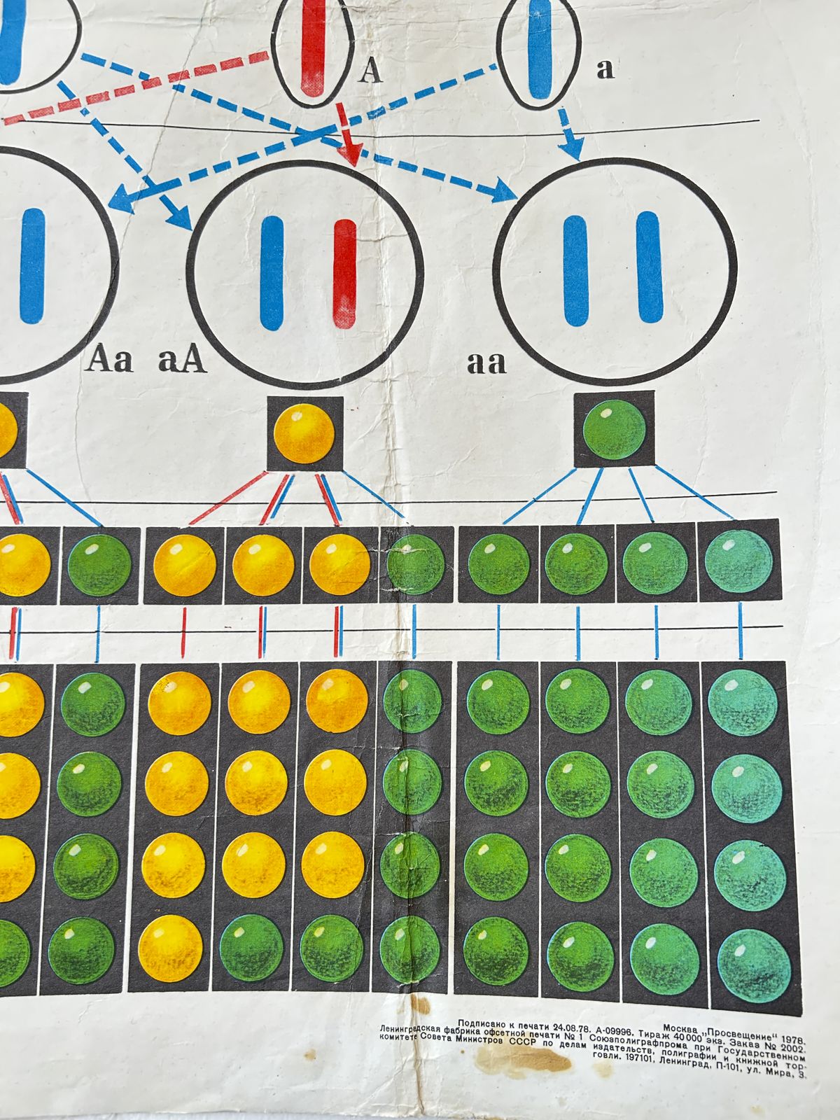 1978 Original Soviet Vintage Biology School Chart "Monohybrid Cross In Pea Plants" Paper On Linen, Ussr Educational Diagram photo Art
