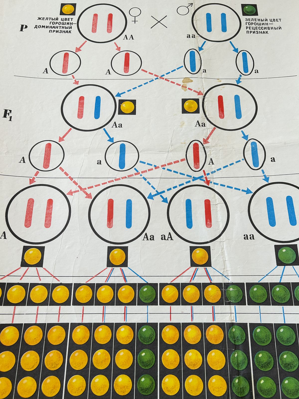 1978 Original Soviet Vintage Biology School Chart "Monohybrid Cross In Pea Plants" Paper On Linen, Ussr Educational Diagram photo vintage