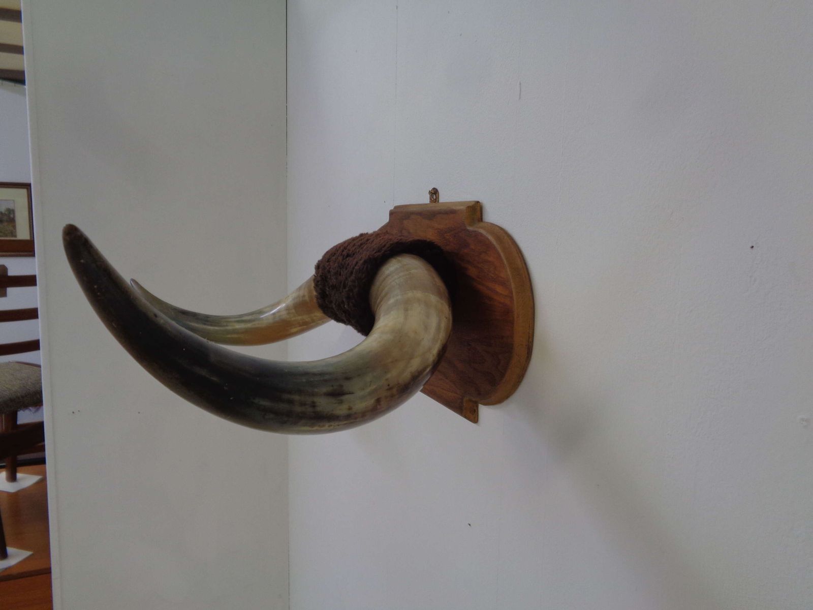 Mounted Taxidermy Cattle Horns photo vinterior