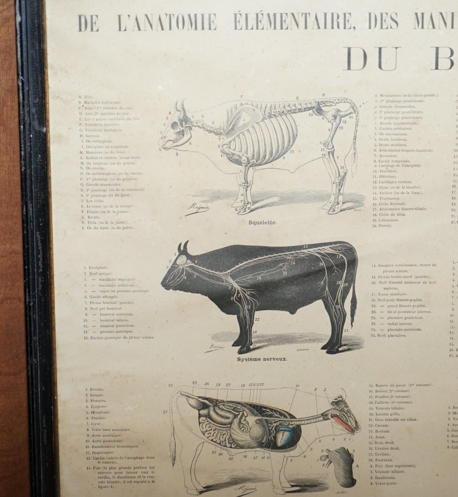Antique French Print Of Basic Anatomy Of Handling And Butcher Cuts Of Beef photo for sale