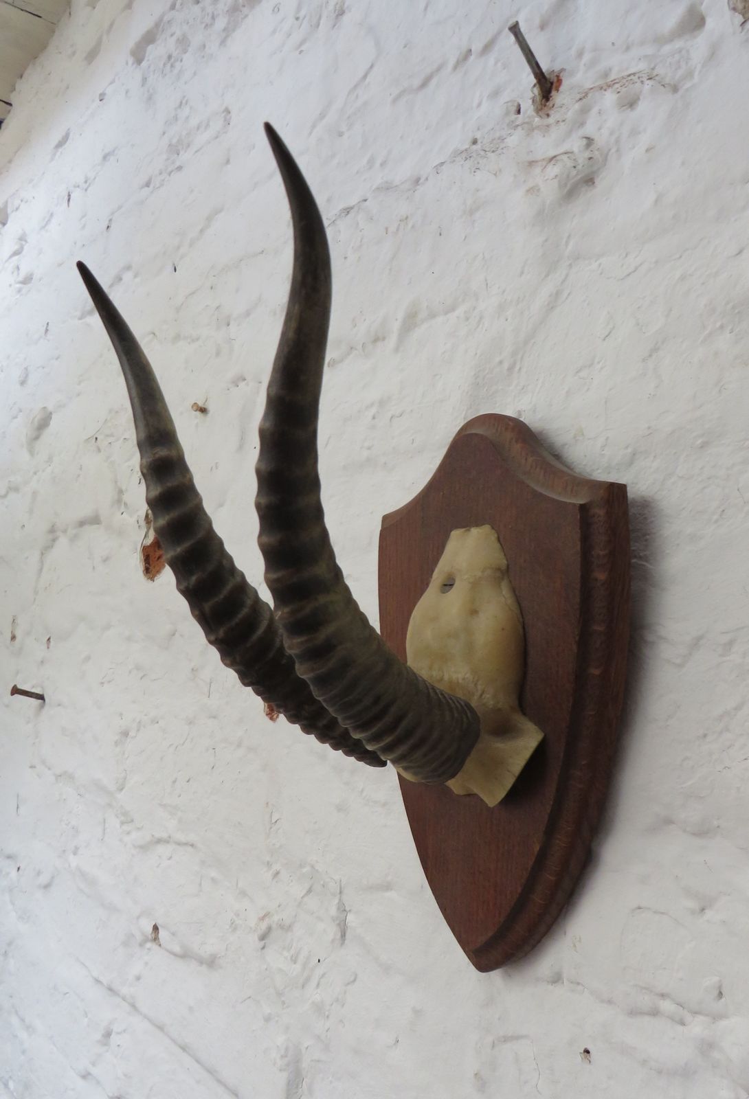 Decorative Taxidermy Mounted Antelope Antlers photo furniture