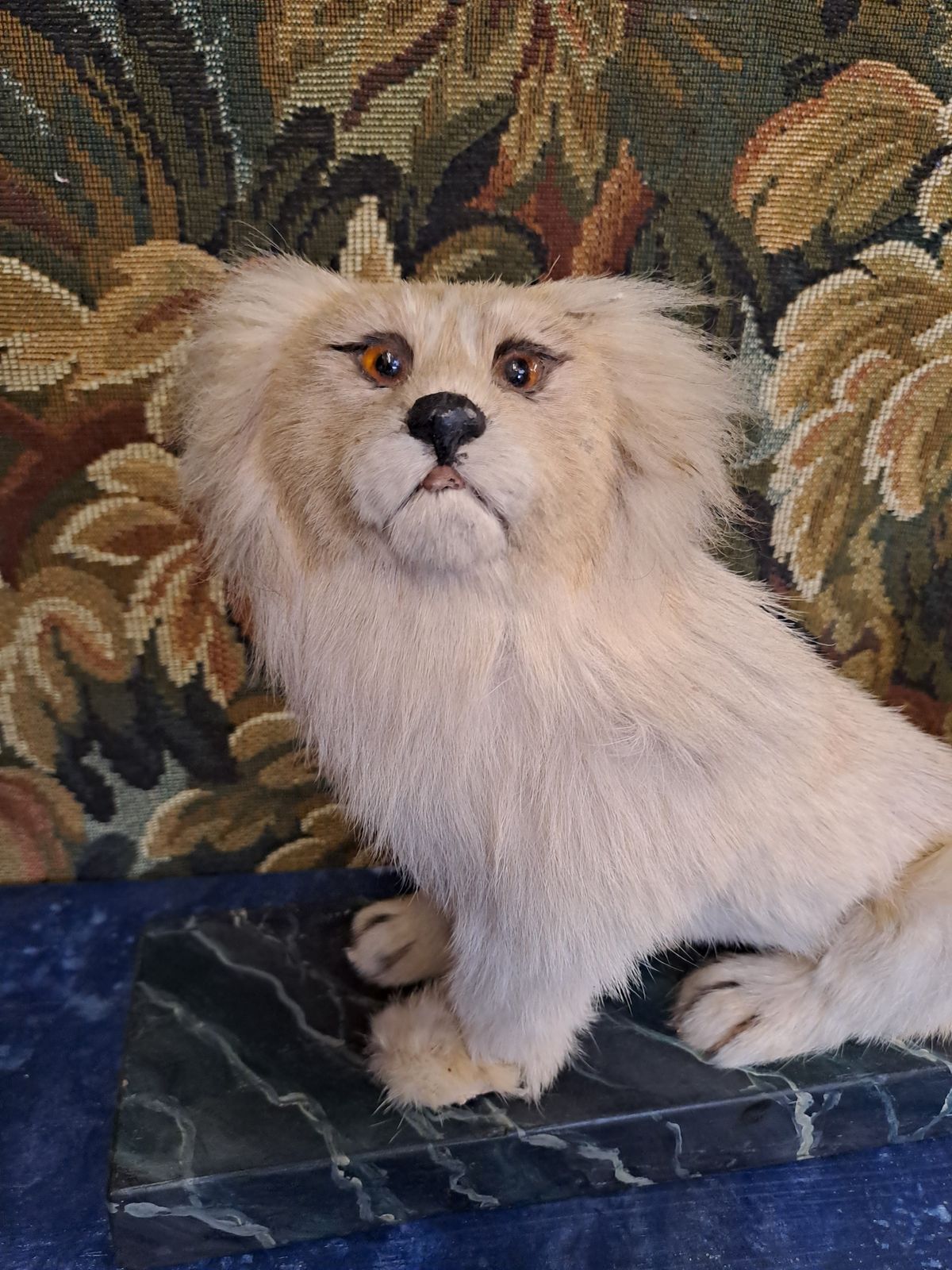 photo for sale Antique Taxidermy Pekingese Dog