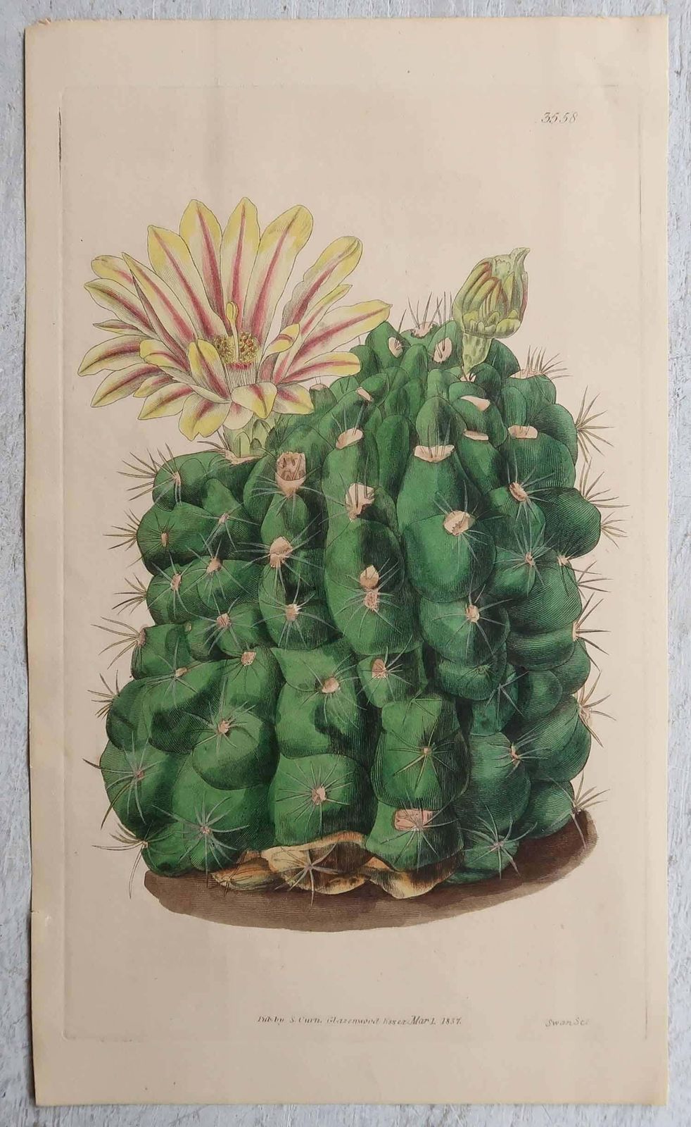 Set Of 8 Original Antique Botanical Prints  Cactus. Dated 1837 photo vintage