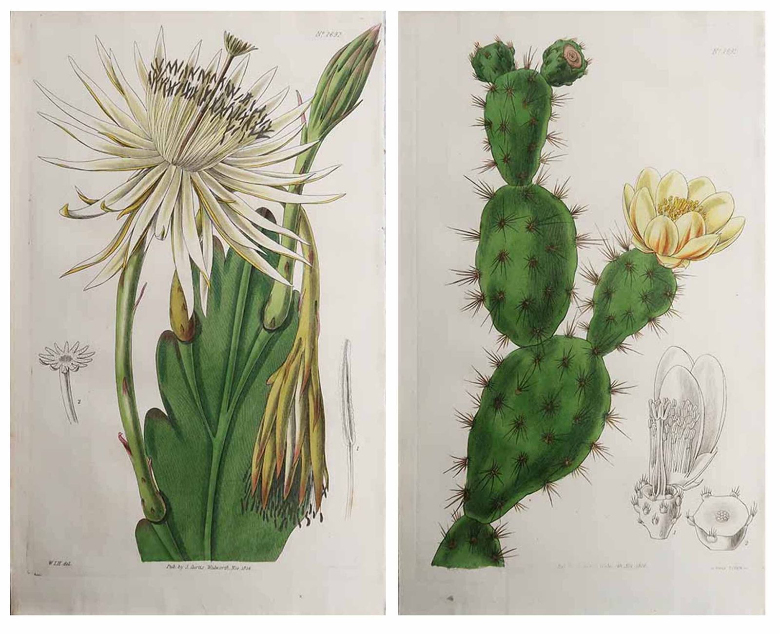 Pair Of Original Antique Prints Of Cactus. Dated 1826