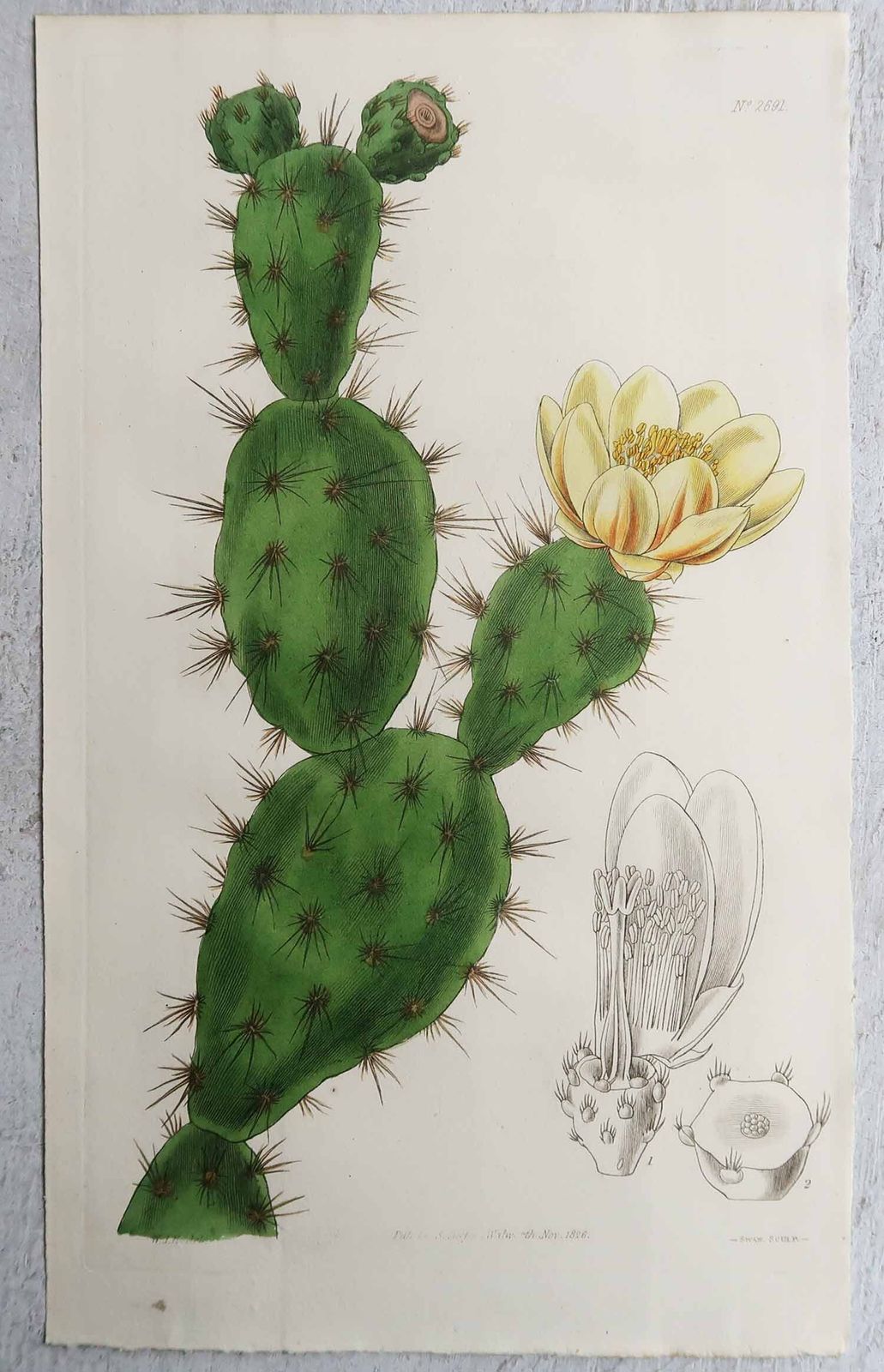 Pair Of Original Antique Prints Of Cactus. Dated 1826 photo for sale