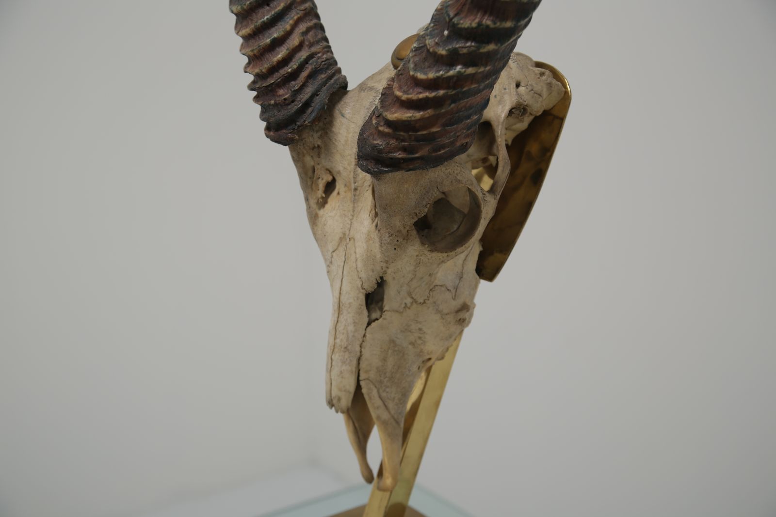 Taxidermy Study Of An African Gazelle With Antlers By Anthony Redmile, London, 1970s. photo for sale