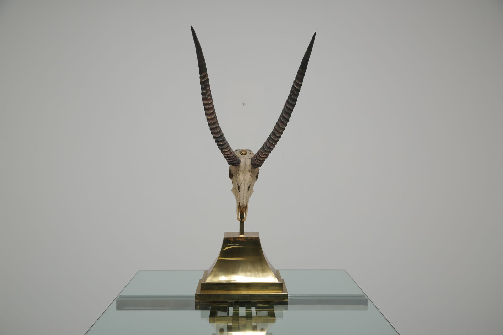 Taxidermy Study Of An African Gazelle With Antlers By Anthony Redmile, London, 1970s.