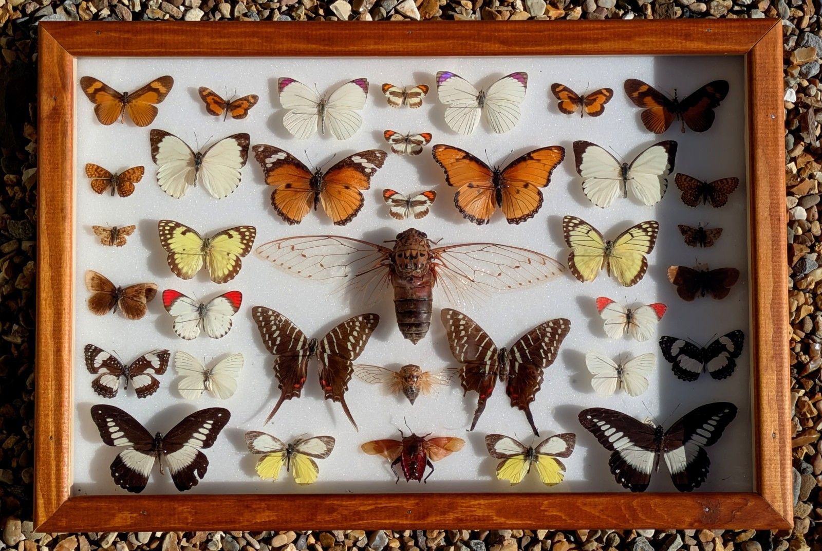Cased Collection Tropical Butterflies And Insects. No 2