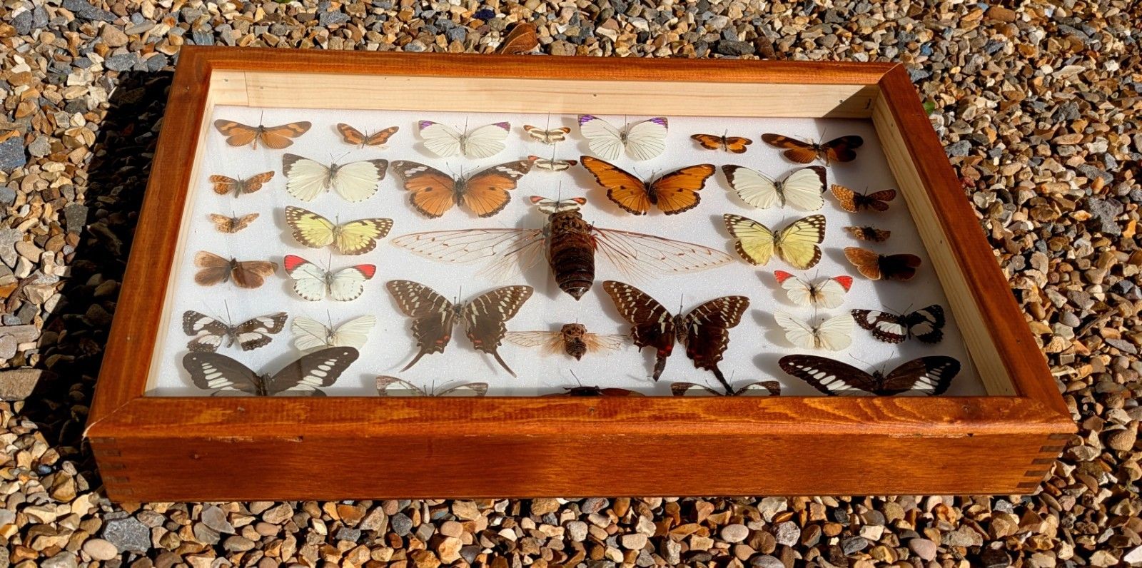 Cased Collection Tropical Butterflies And Insects. No 2 photo for sale