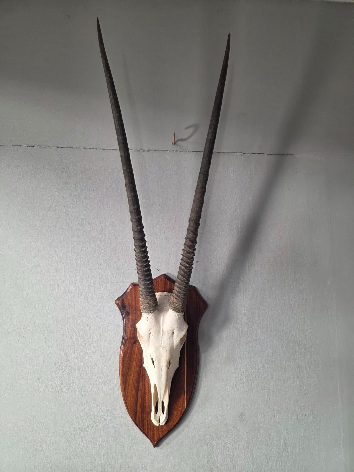 Nambian Oryx Skull And Horns Mounted On A Wood Shield