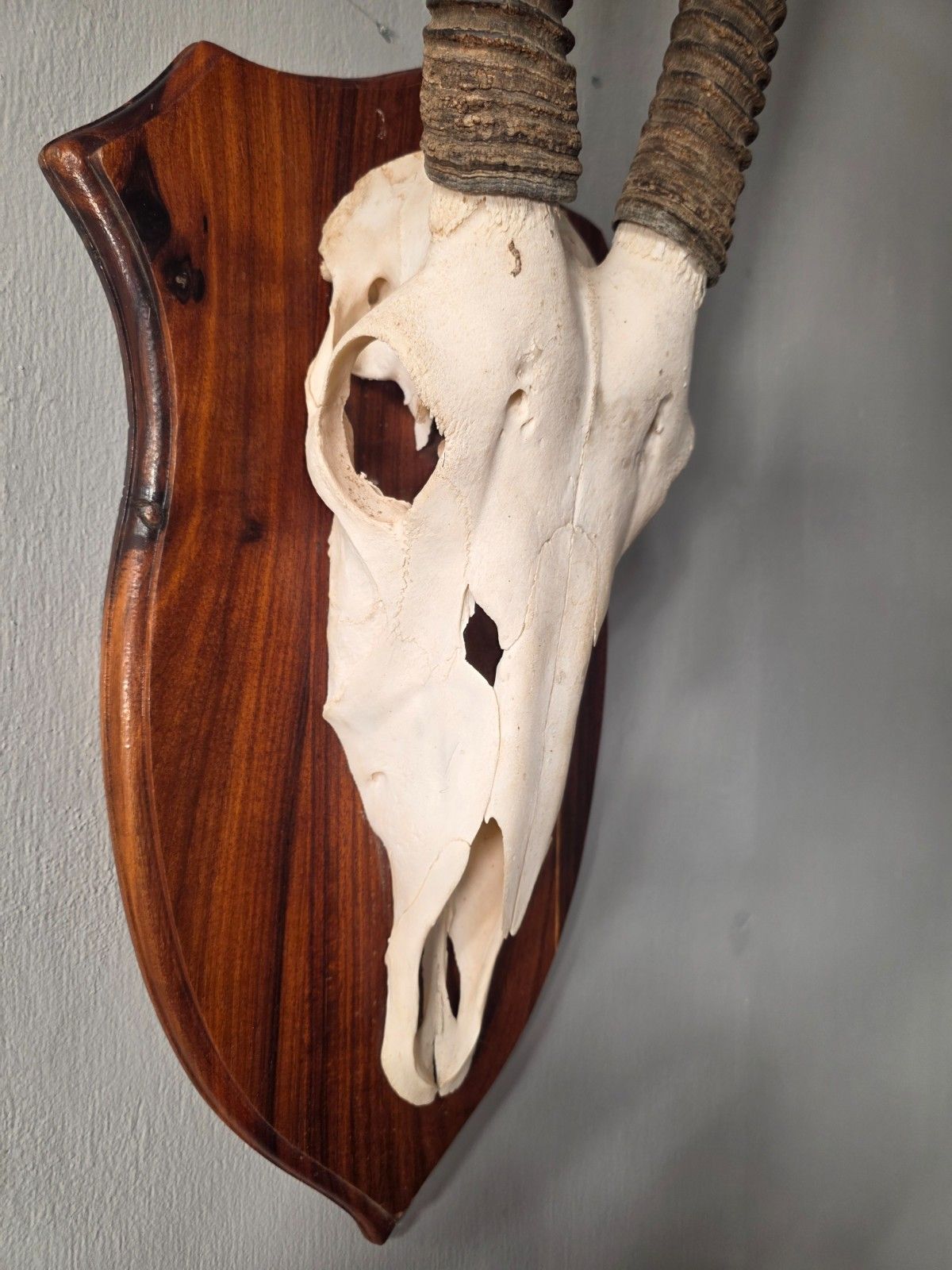 Home Decor Nambian Oryx Skull And Horns Mounted On A Wood Shield photo