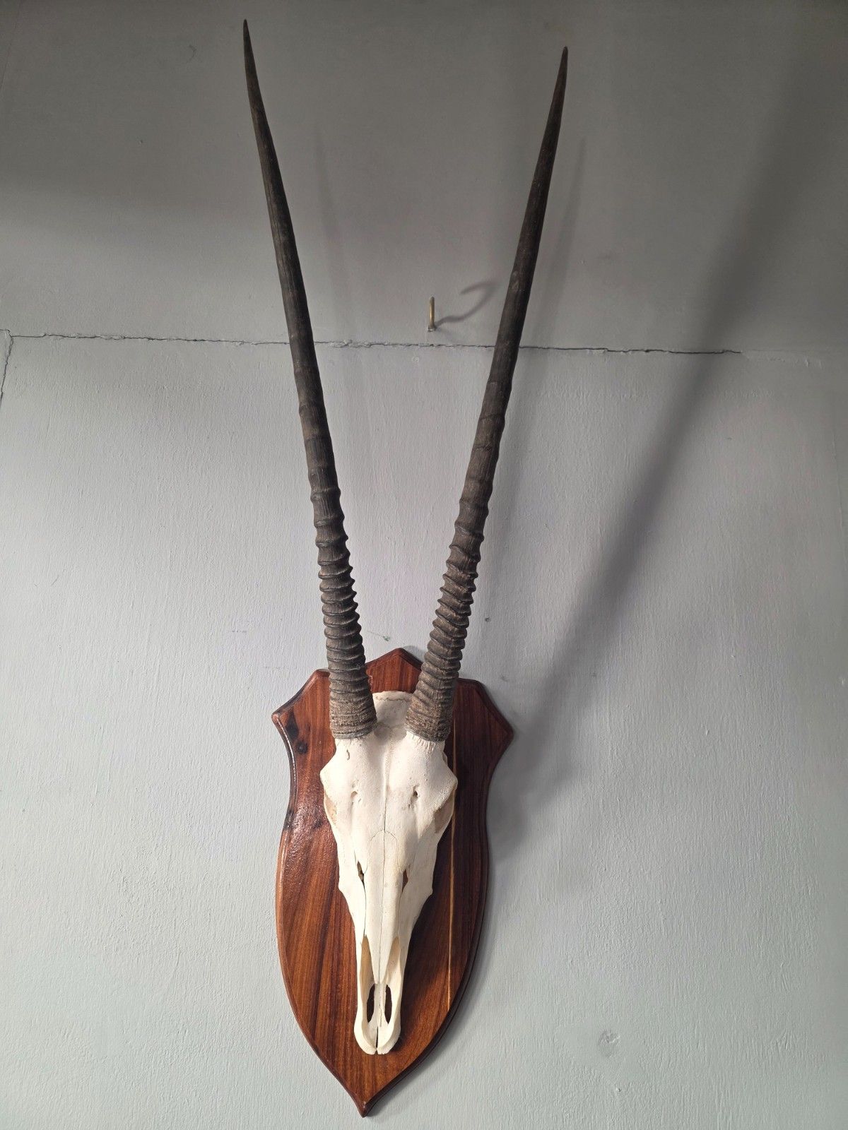 525.0 Nambian Oryx Skull And Horns Mounted On A Wood Shield photo