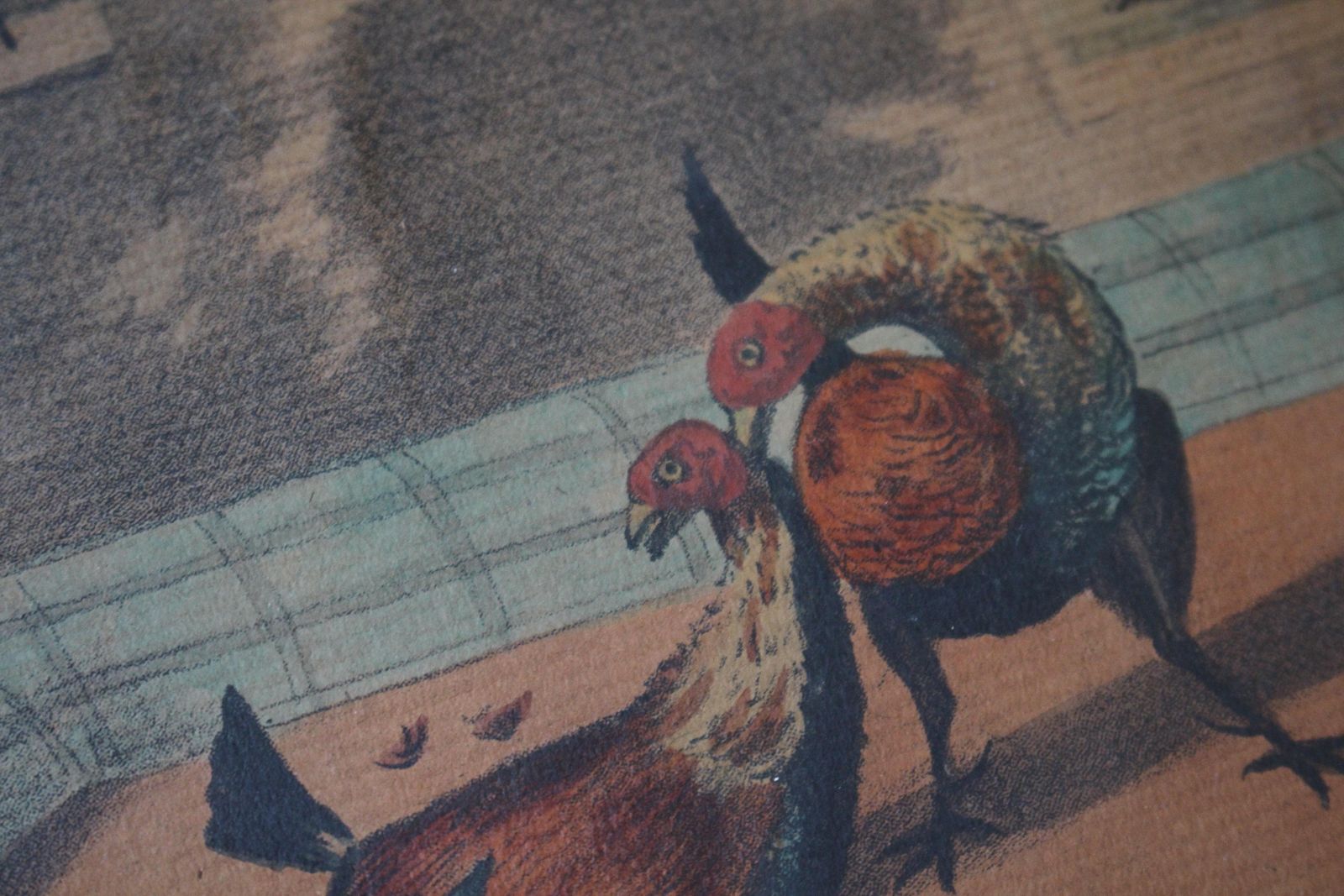 photo vinterior Early 19th Century Hand Coloured Cockfighting Scenes Sporting Taxidermy Hunting