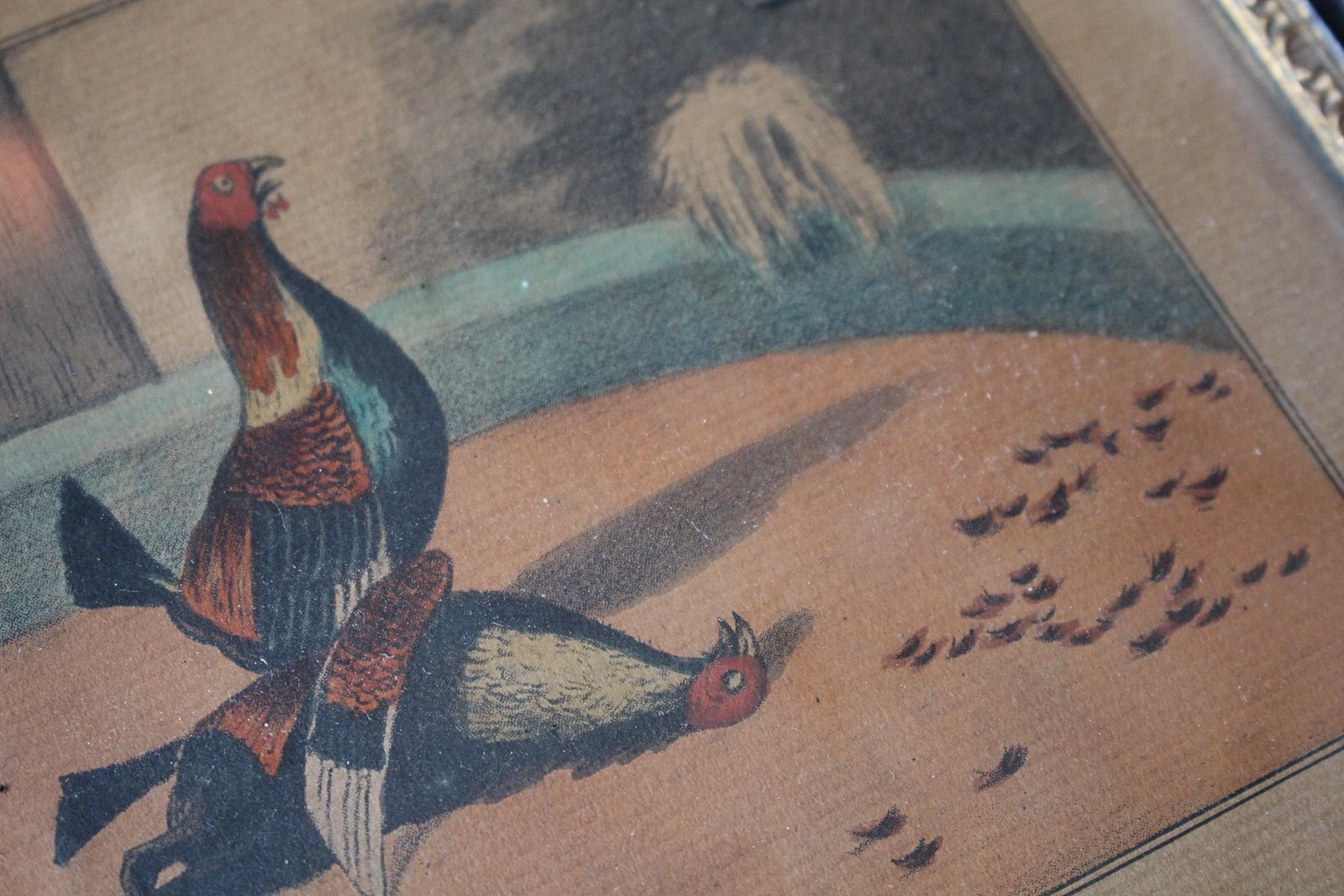 photo buy Early 19th Century Hand Coloured Cockfighting Scenes Sporting Taxidermy Hunting