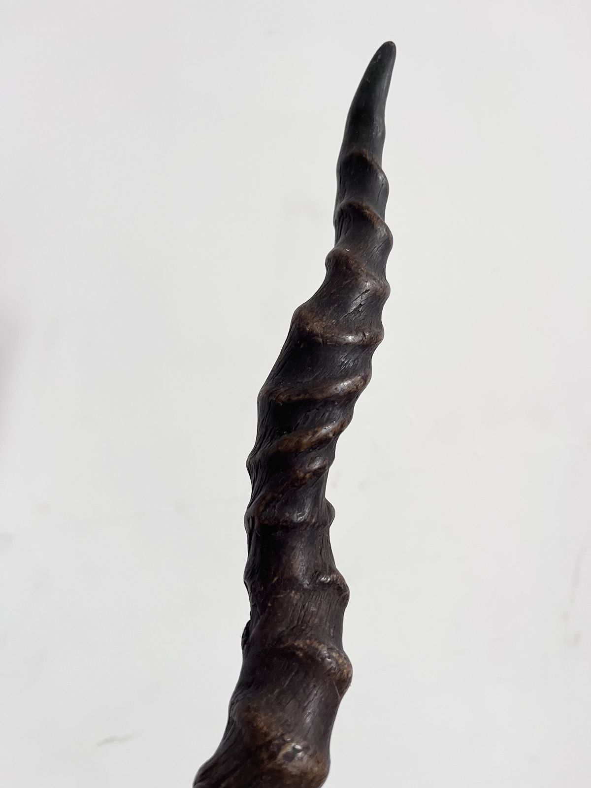 Antique Antelope Impala Horns On Wooden Plinth photo 195.0