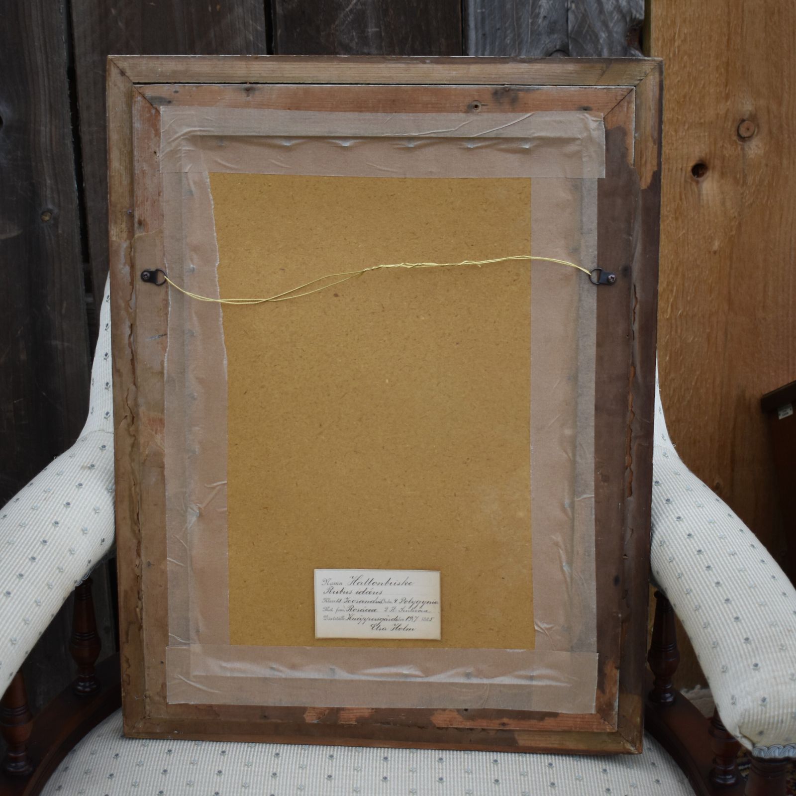 Antique 1885 Hand Collected Herbarium Botanical Specimen Gilt Frame Picture Art photo vintage